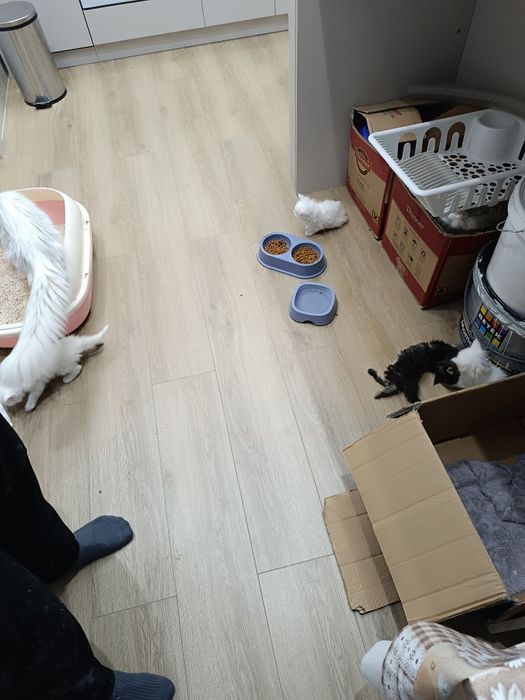 Кошка и котята Мейн кун