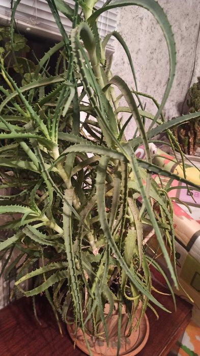 Алое - примерно 10 лет