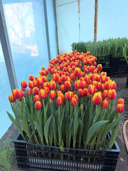 Тюльпаны оптом и в розницу!