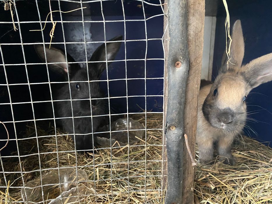 Кролики 1,5 месяца и 2 месяца