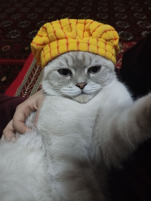 Mushuk sotiladi britanskiy