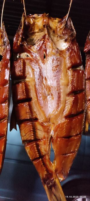 Самурайларды байлаған порно ойын