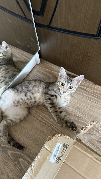 Кошечка в добрые руки