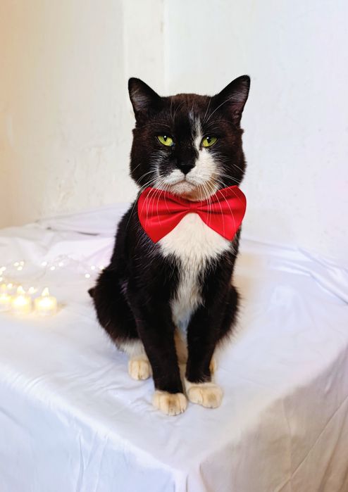 Котик в добрые руки