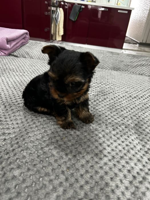 мини йоркширски териер