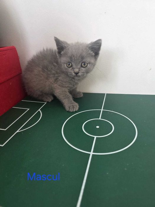 Pisoi drăgălași caută căsuțe!