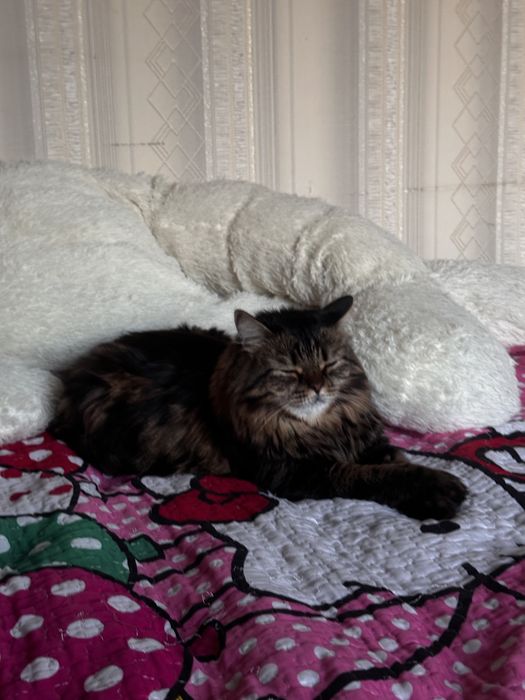 БЕСПЛАТНО отдам Кошку