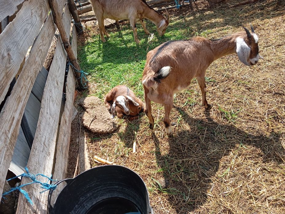 Țăpișor și capra anglonubian