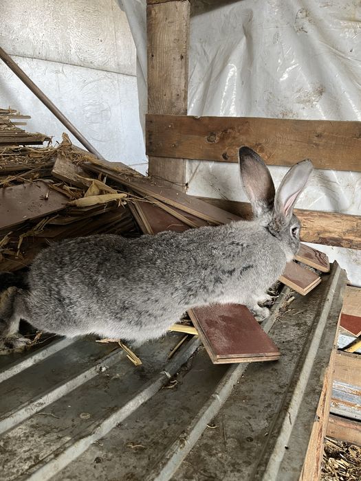Vand iepuri adulti si pui