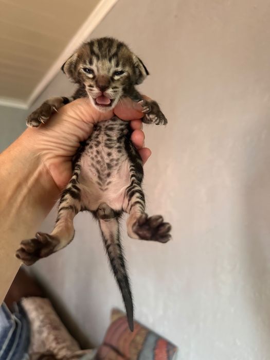 Ориентальный котенок