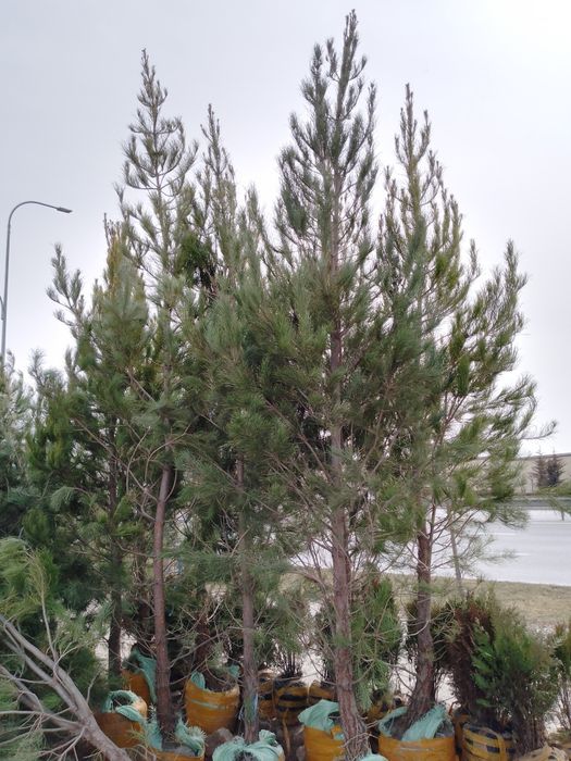 Eldariski sasna archalar