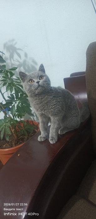 Mushuk Scottish fold