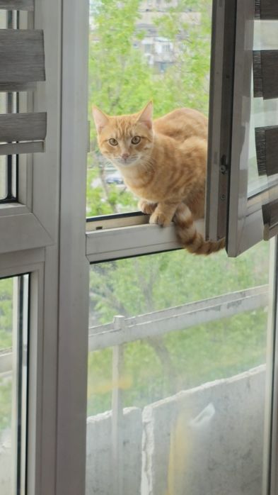 Отдам котёнка в добрые руки