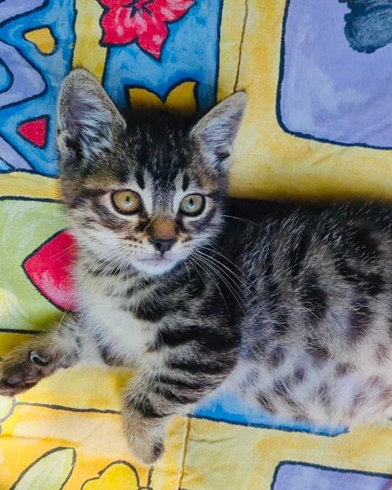 Мъжко коте търси дом