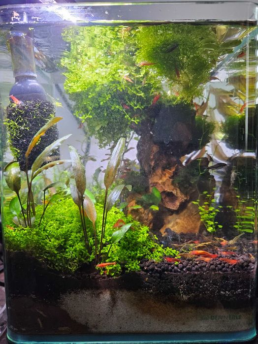 Acvariu Dennerle 10l Complet