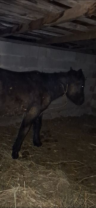 Жабагы Тай 11 айлык ургашы