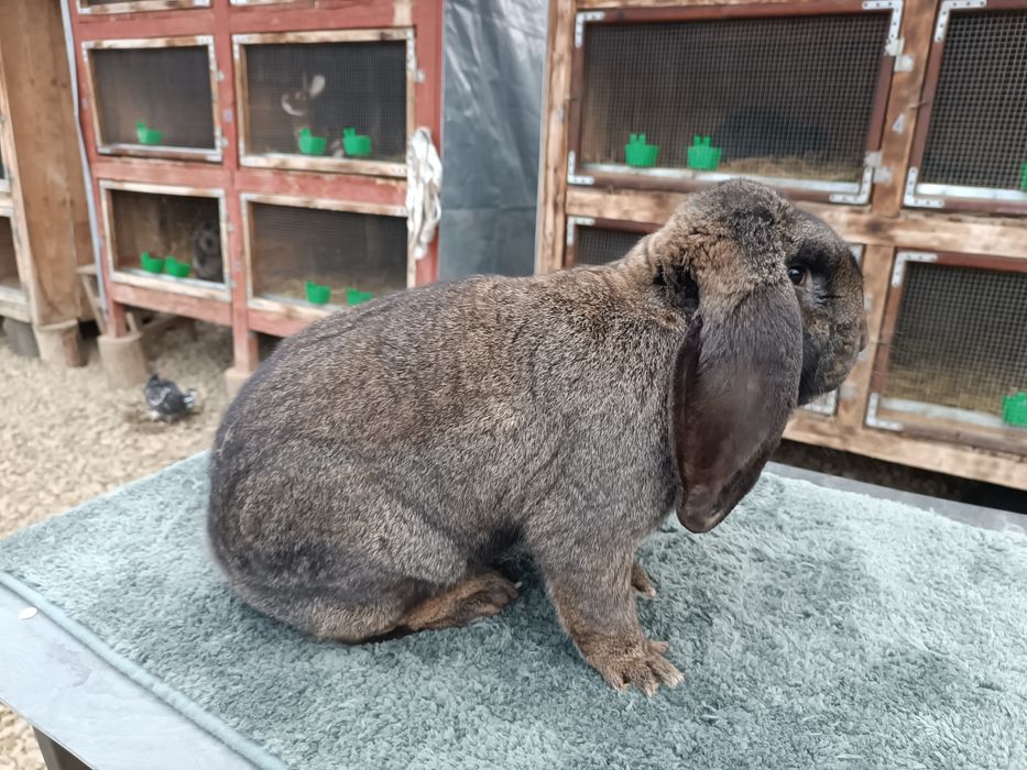 Mascul berbec german