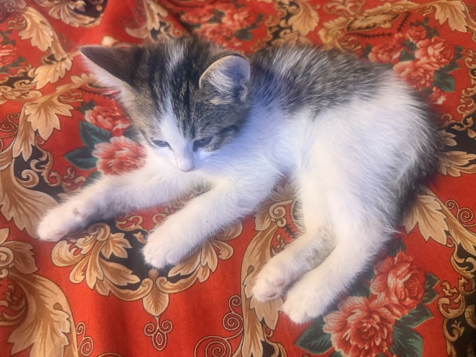 Отдам в добрые руки котят! Игривые, веселые. 3 девочки один мальчик,