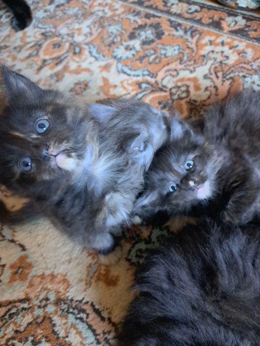 Продам котят.мейн кун. Девочки