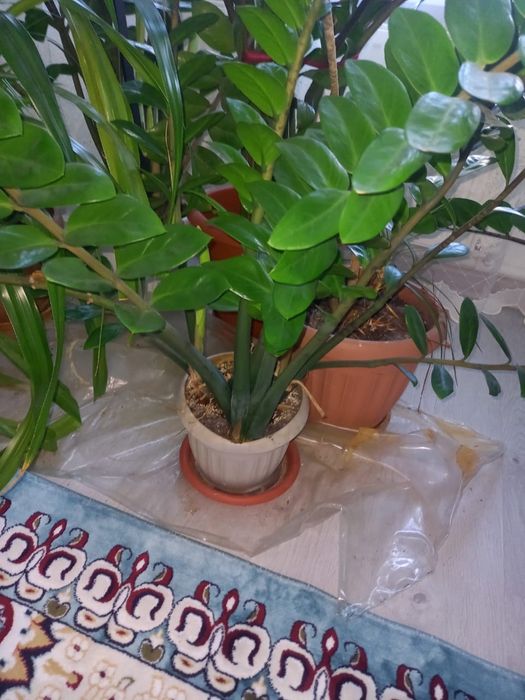 Продам Замиокулькас (долларовое дерево)