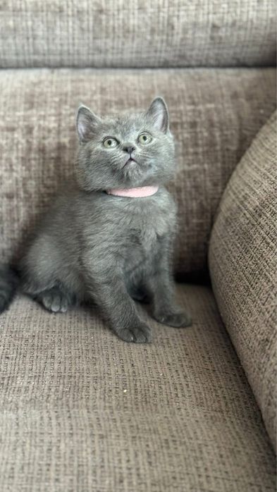 British shorthair