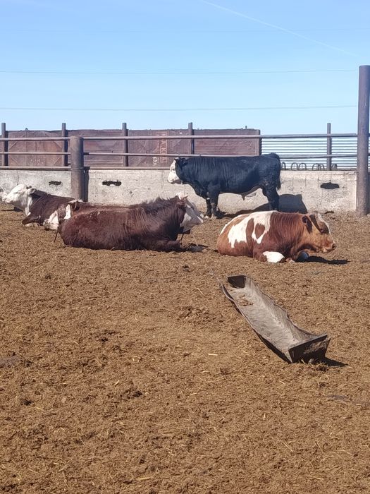 Продам быков  откорм