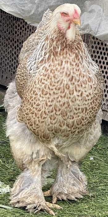 Ouă Brahma Uriaș