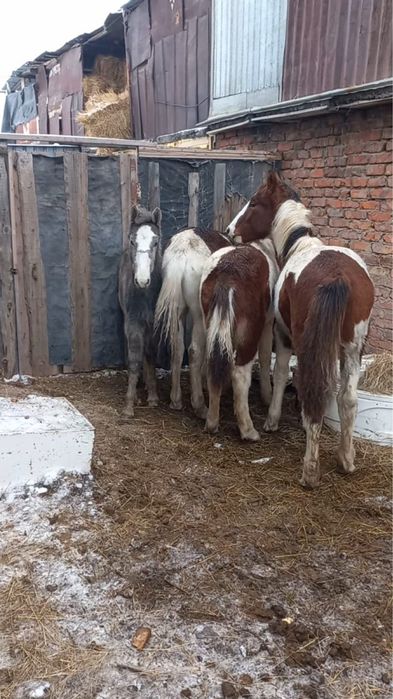 Жабағылар сатылады