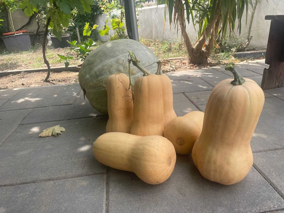 Dovleci placintari 1 leu/kg      / Dovleci albi de copt  1 leu/kg