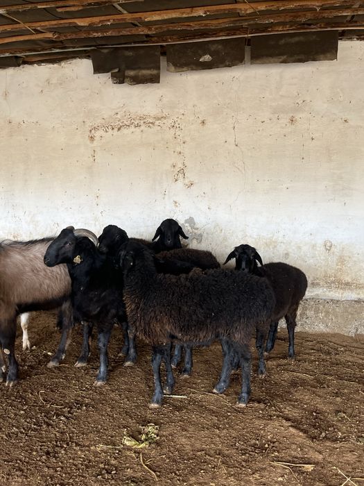 қошқарлар арзан бағада