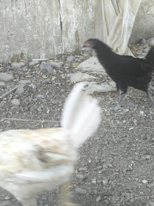 Товула сотилади домашние