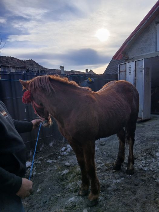 De vânzare! Armăsar de 2 Ani! Detalii în privat!