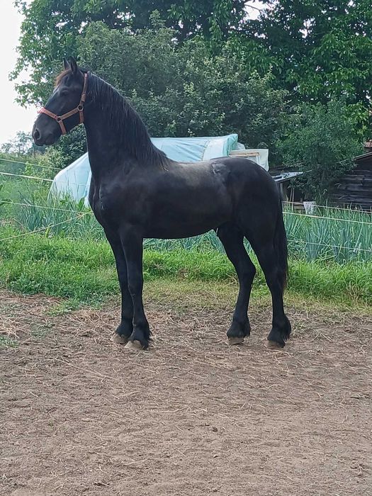 Manz armasar frizian 1 an si 8 luni