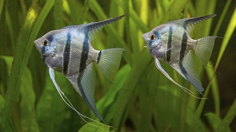 Скалярии- аквариумные рыбки