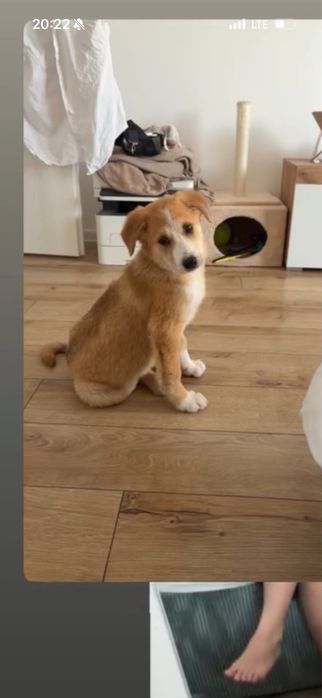 Caine  de adoptie