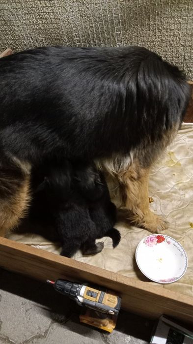 Продаю щенков немецкой овчарки