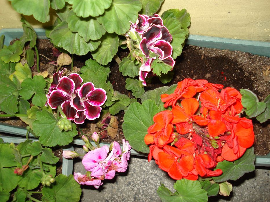 Сакъзчета резник