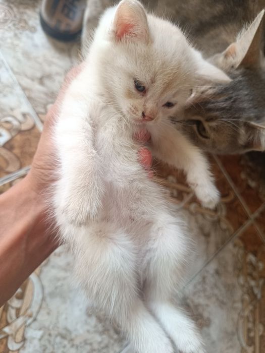 Отдам котят в хорошие руки