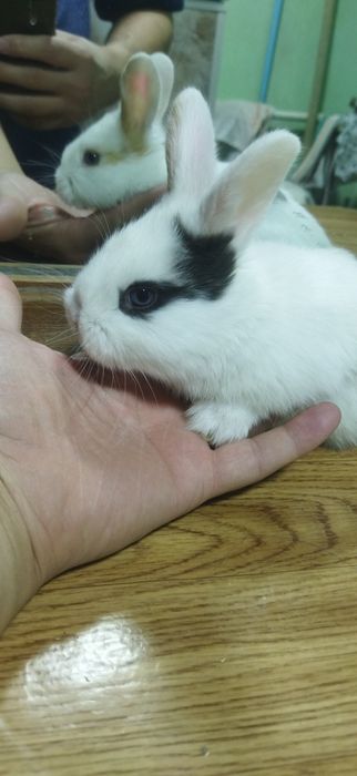 Quyon bolasi galland