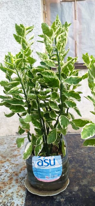 Цветы комнатные красивые