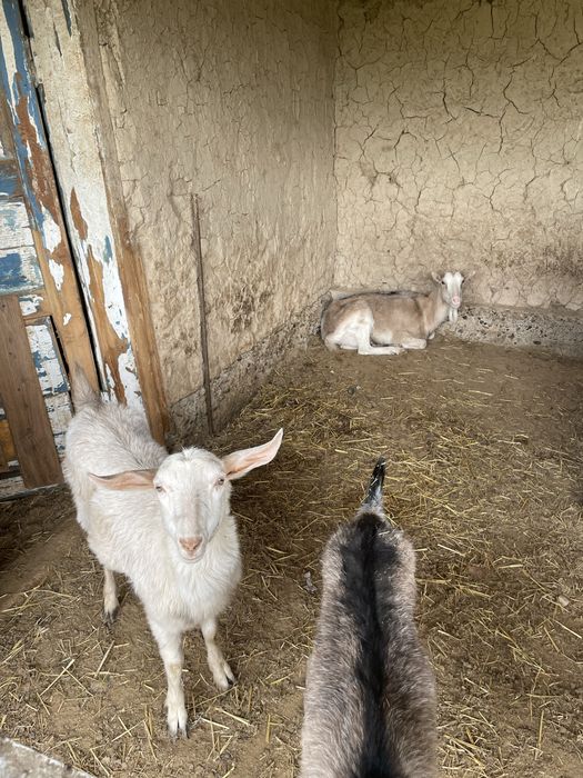 Орыс  алпиский ешкілер лағымен