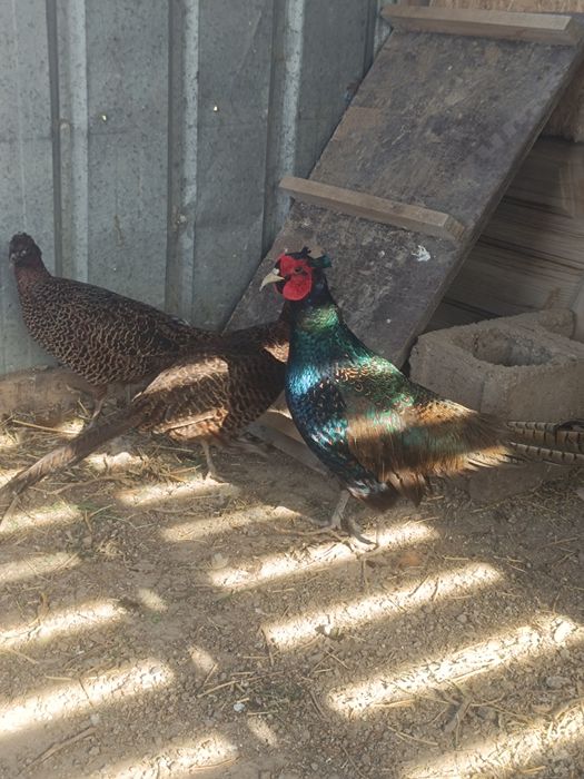 Фазан.   қырғауыл