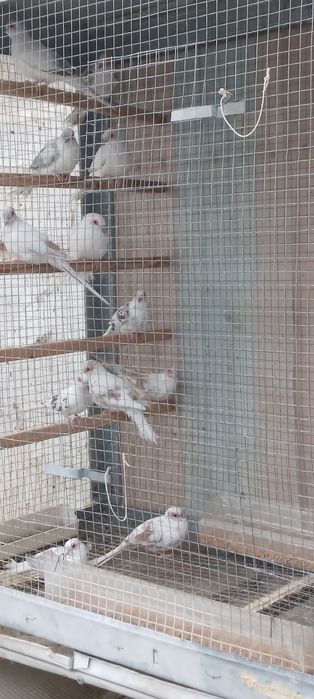 Диамантени гугутки