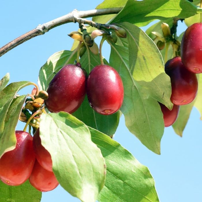 Arbuști Fructiferi Corn