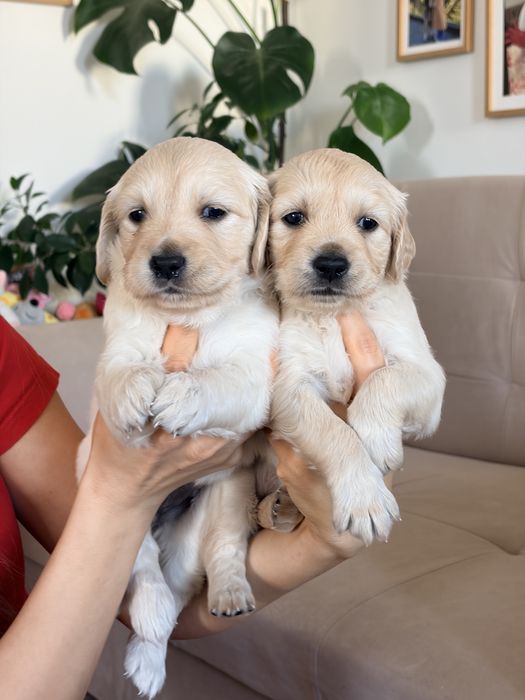 Кученца голдън ретривър