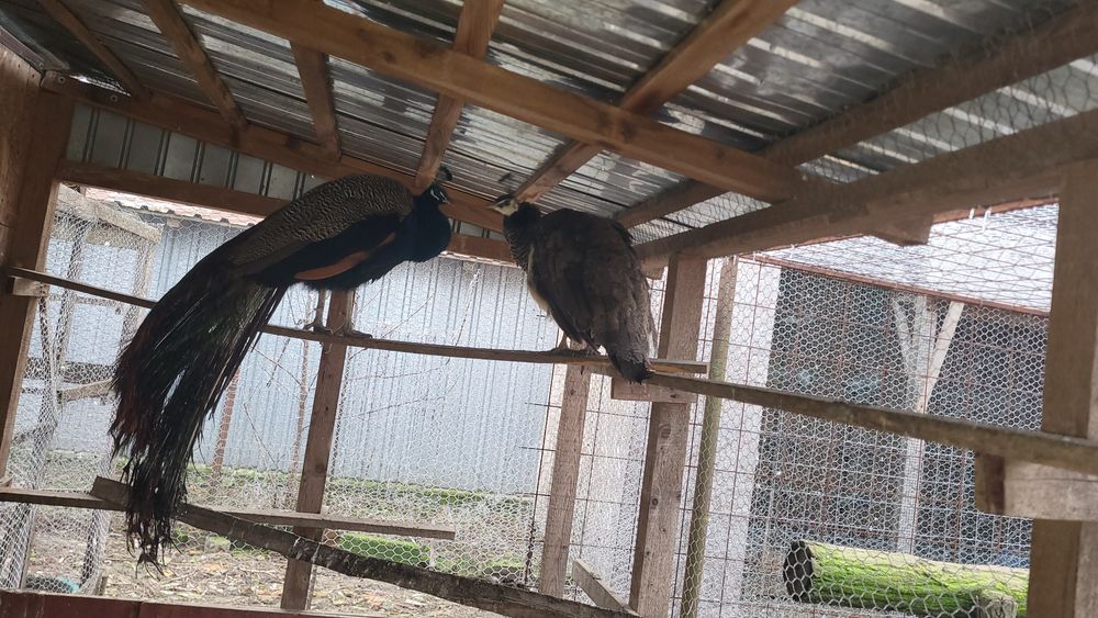 Pereche pauni maturi