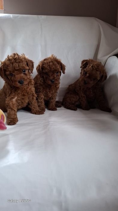 Родословни той пуделчета Ред Дог