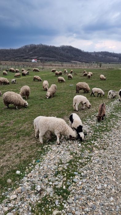 Vand Oi miei si berbeci tineri