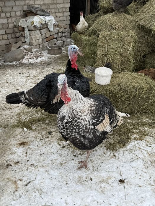 Продам индюков молодых