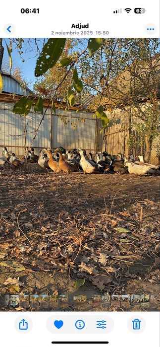 Vând  oua de rața si de gâsca